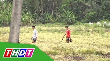 Về Miền Tây bắt chuột đồng mùa gặt lúa | THDT
