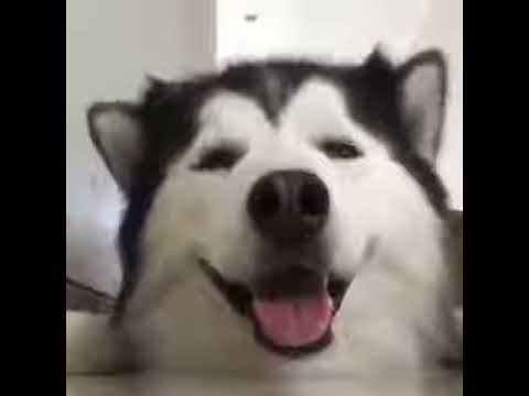 \"ყურცეკვა\"