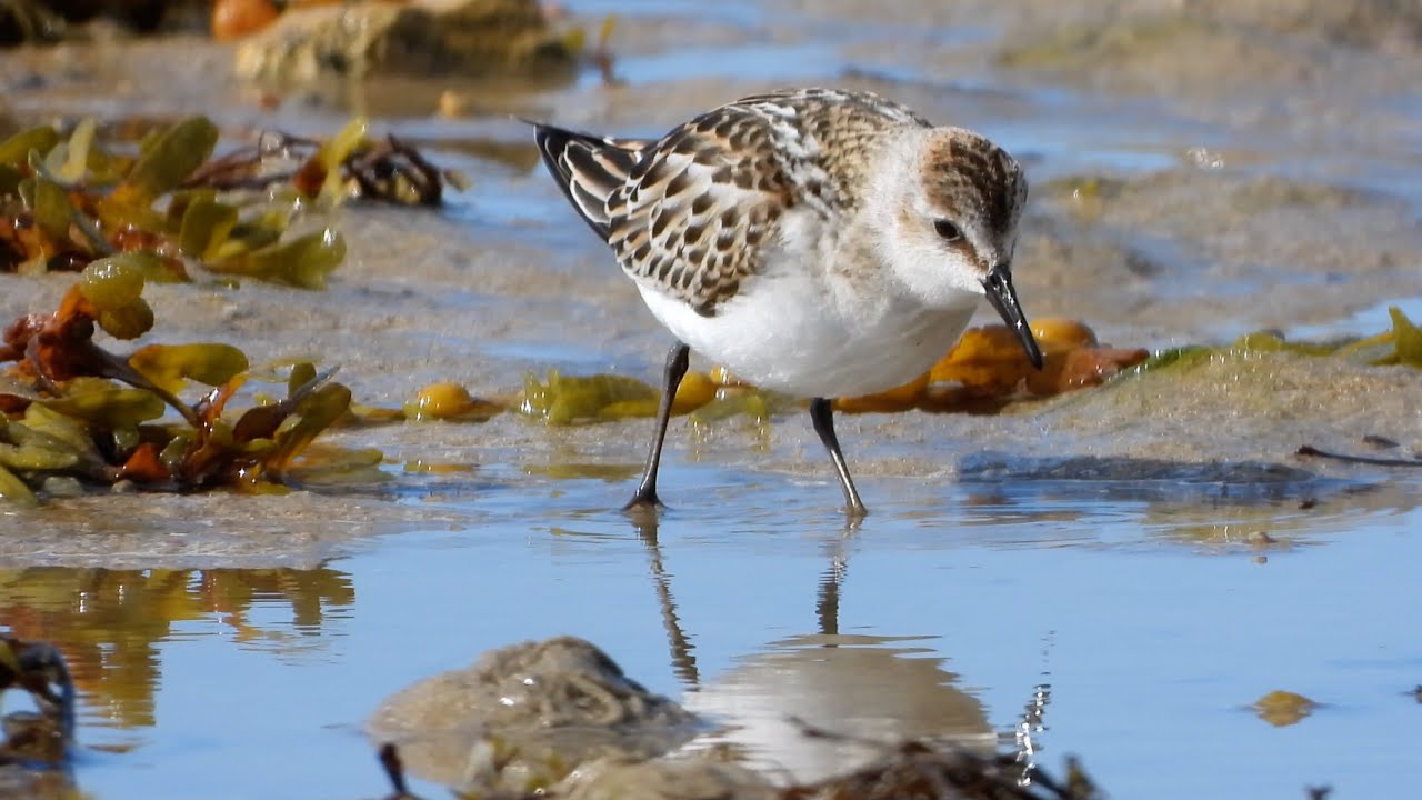 Stint Uk