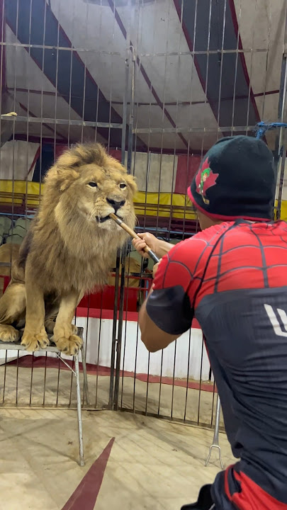 الأسد والقطة 😭😭🦁 #shorts