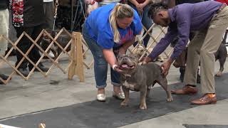 Florida Bully Clic 2. Grand Champion Cl. A Must See