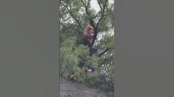 First responders rescue family found clinging to a tree during floodwaters in Texas