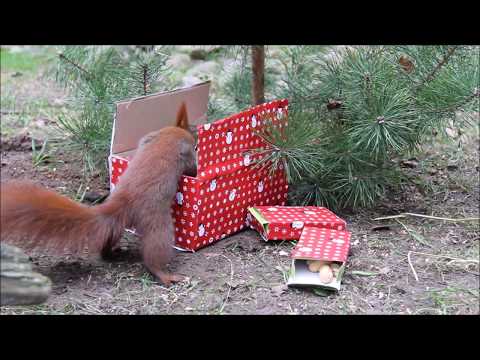 Weihnachten bei den