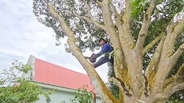 Cưa Cây Xoài Lão, To Lâu Năm, Tàn Lớn, Quá Tiếc Cưa Bỏ, Cưa Kỹ Thuật,112