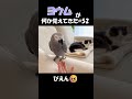 ヨウムが何か覚えてきた#52