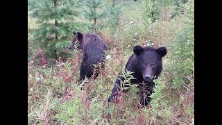 Выпуск медведей в дикую природу  август 2023г.