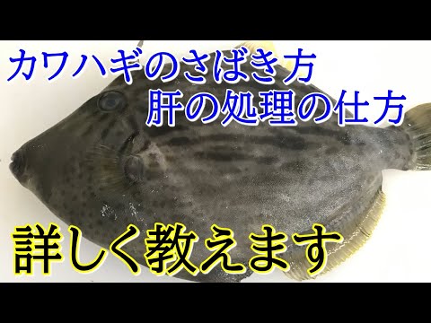 カワハギのさばき方～刺身、寿司、味噌汁～肝の処理まで教えます