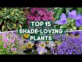 15 shadeloving plants that are perfect for your garden   plantdo home  garden