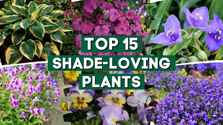 15 Shade-Loving Plants That Are Perfect For Your Garden! 👌🌿💚 // PlantDo Home & Garden - DayDayNews
