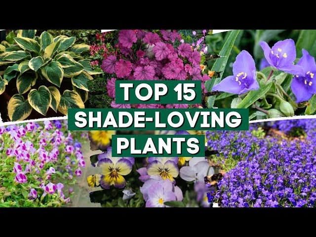 15 Shade-Loving Plants That Are Perfect For Your Garden! 👌🌿💚 // PlantDo Home & Garden class=