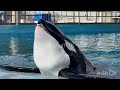 Tuar blows kisses &quot;inside look&quot; November 4, 2022 - SeaWorld San Antonio