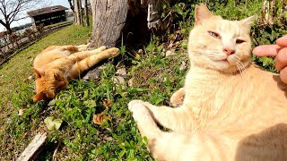 仲良しの茶トラ猫とクリーム猫が2匹揃って日向ぼっこをする