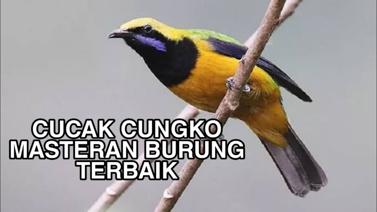 Suara Cucak Cungko Nembak Masteran Burung Terbaik 