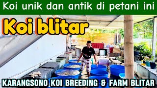 Suitable For Beginners Koi Blitar Mumer At This Farmerunique And Antique Koi