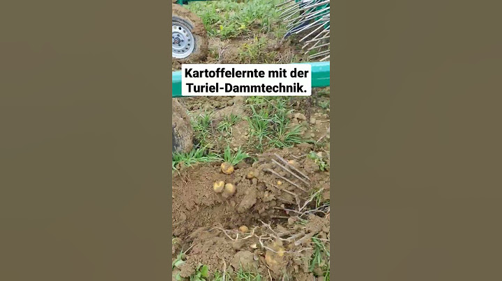Kartoffeln ernten mit dem Turiel Dammgerät. #dammkulturnachturiel #kartoffelernte