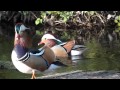 Female Wild Mandarin Duck with Nine Suitors