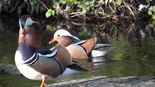 Female Wild Mandarin Duck with Nine Suitors