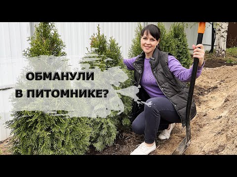 ПОСАДКА ТУИ / ЖИВАЯ ИЗГОРОДЬ / ТУЯ СМАРАГД