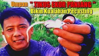 KEAMPUHAN CASTING UMPAN TIKUS TAK DI RAGUKAN | Casting ikan gabus