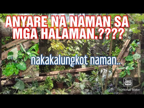 Video: Ang Babaeng Ruso Ay Ipinakita Ang Kanyang Mga Binti Pagkatapos Ng Paglalagay Ng Malambot Na Mga Halaman, Na Siya Ay Lumalaki Sa Loob Ng 7 Taon