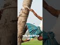 আজব ঘটনা নারকেল গাছের রস পাওয়া যায়#fty#bangladesh#comedy# shortvideo#viralvideo#subscribe