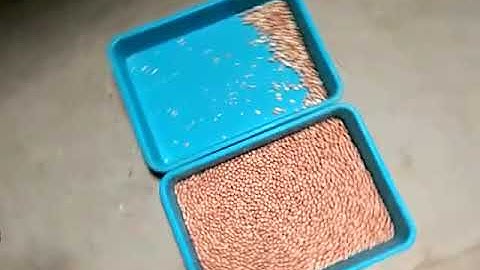 peanuts sorting video