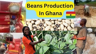 how to start beans production from scratch in Ghana with small capital and profit | beans farming screenshot 5