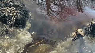 Beaver Dam removal #1 || lots of water flow