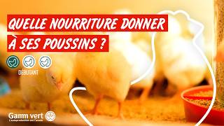 Tuto Quelle Nourriture Pour Mon Poussin ? - Jardinerie Gamm Vert