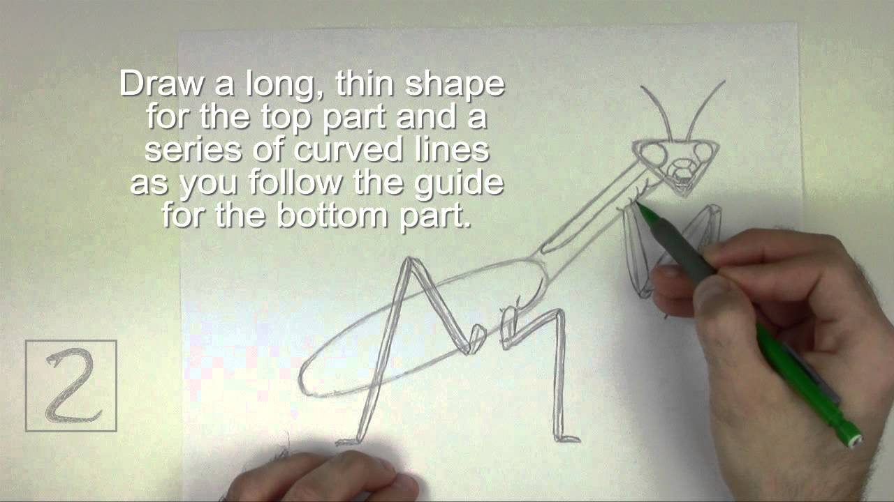 step by step tv show How to Draw a Praying Mantis