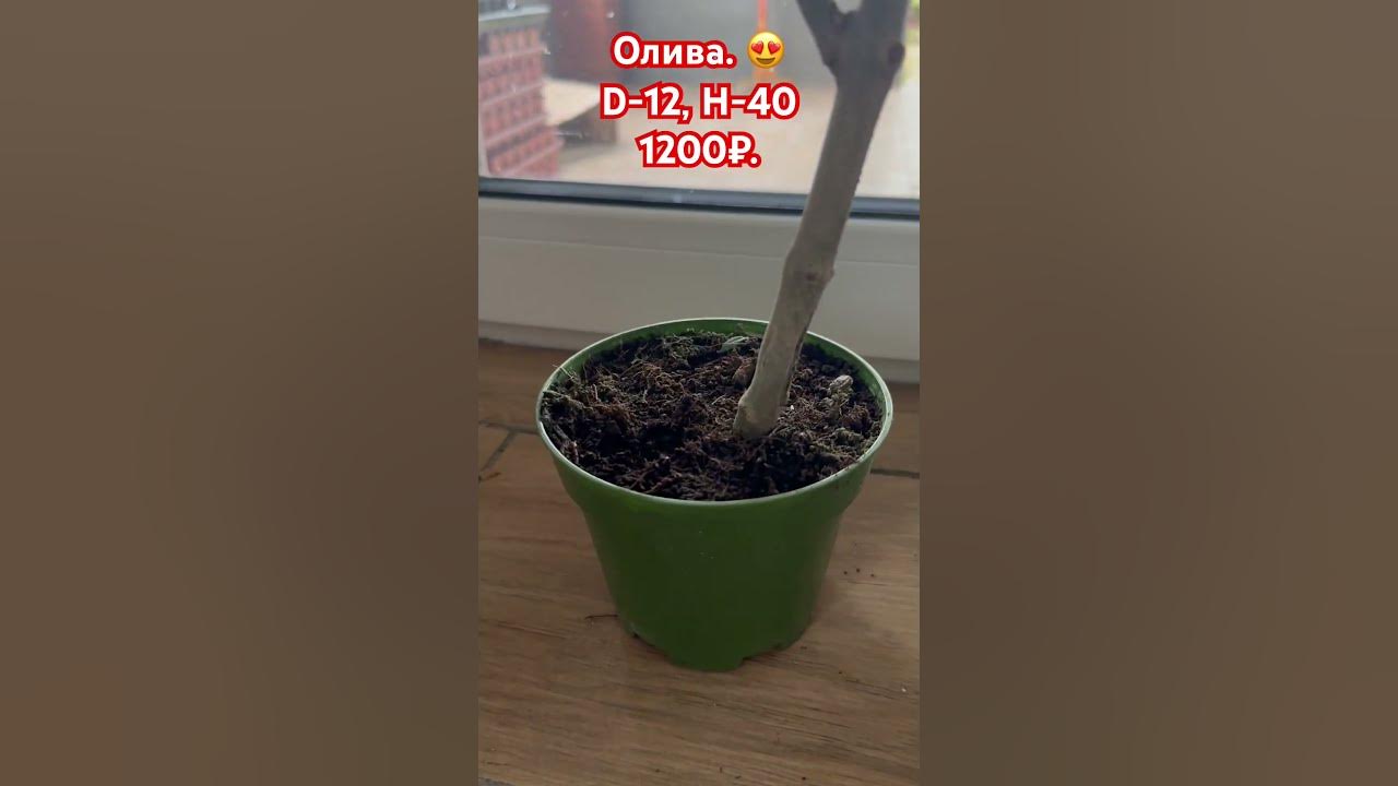 Знаменитое Дерево Олива). Диаметр горшка -12см, высота -40см. Стоимость ...