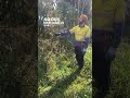Spray preparation with Brady