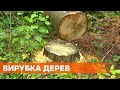 В Украине могут отменить мораторий на экспорт необработанного дерева