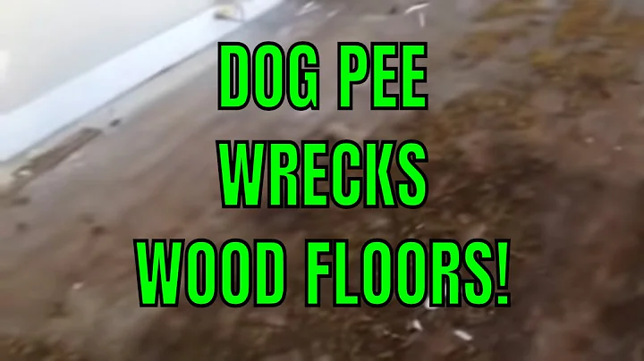 The Costly Consequences of Dog Damage on Wood Floors