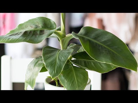 Video: Inomhusbananplanta: Hur man odlar banan inuti