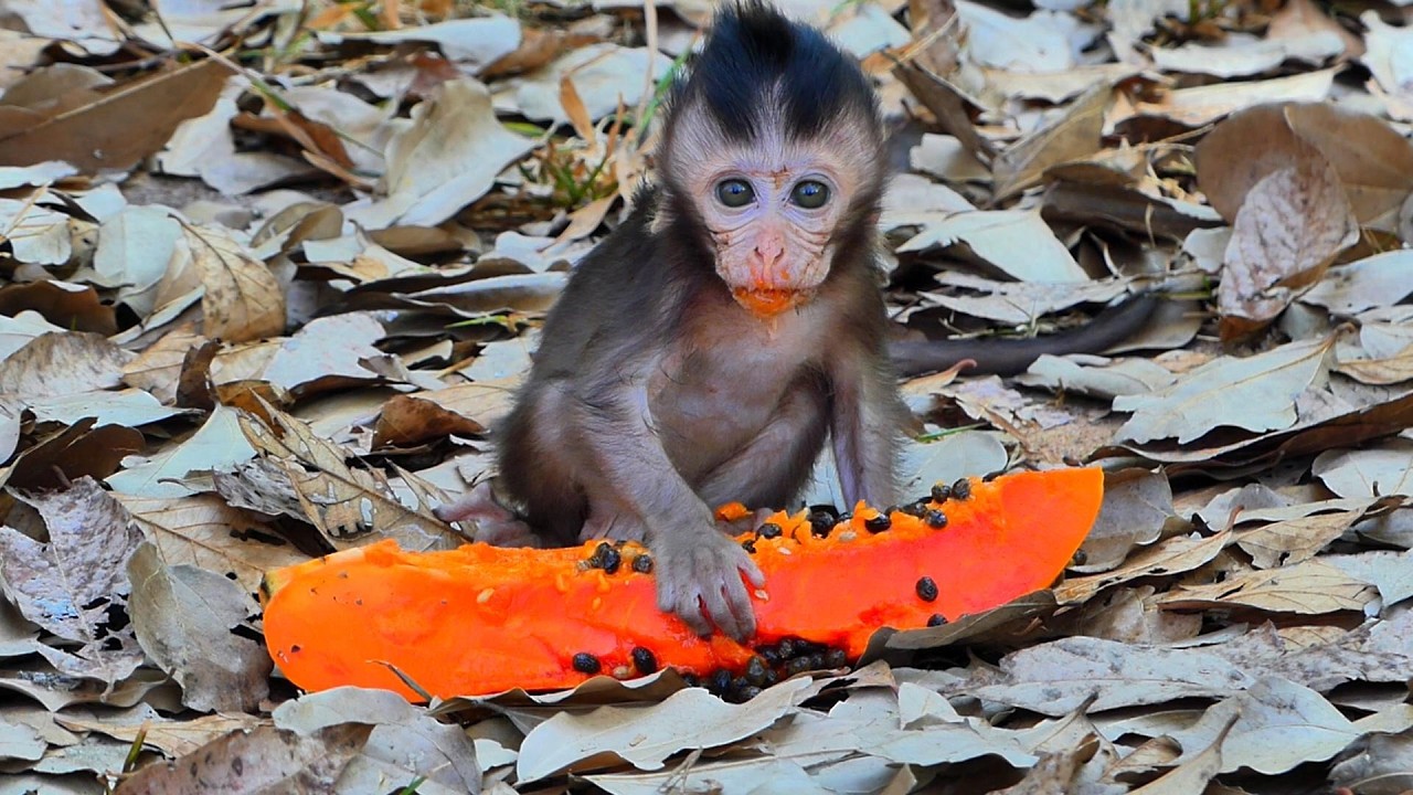 So Enjoyable 💛 Watching Baby Sterling Monkeys Eating, | AmberTroop