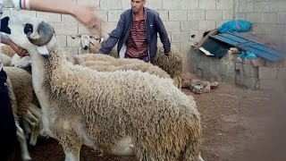 حولي صردي بجودة عالية واثمنه جد مناسبة (البيع بالجملة)