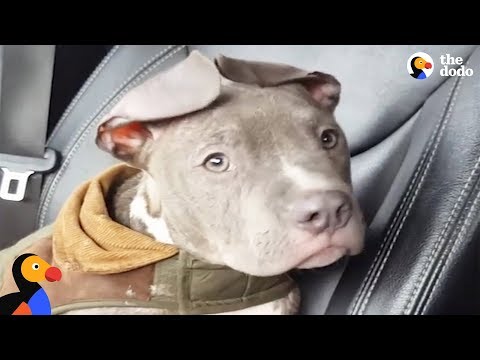 Wideo: „Fun Size” Rescue Dog bije szanse dzięki jej oddanej przybranej mamie