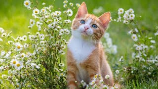 Helping shelters during kitten season: the critical role of fostering and nutrition
