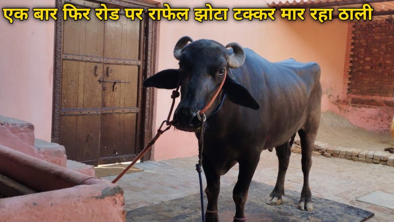 50 का मीटर ठाली है अब और फिर से रोड पर 13किलो मीटर घुमा रात आदमी को जान