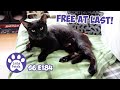 Free At Last, Mail Time, New Cat Beds - S6 E184 - Rescued Cats, Introducing Cats, Lucky Feral Cats