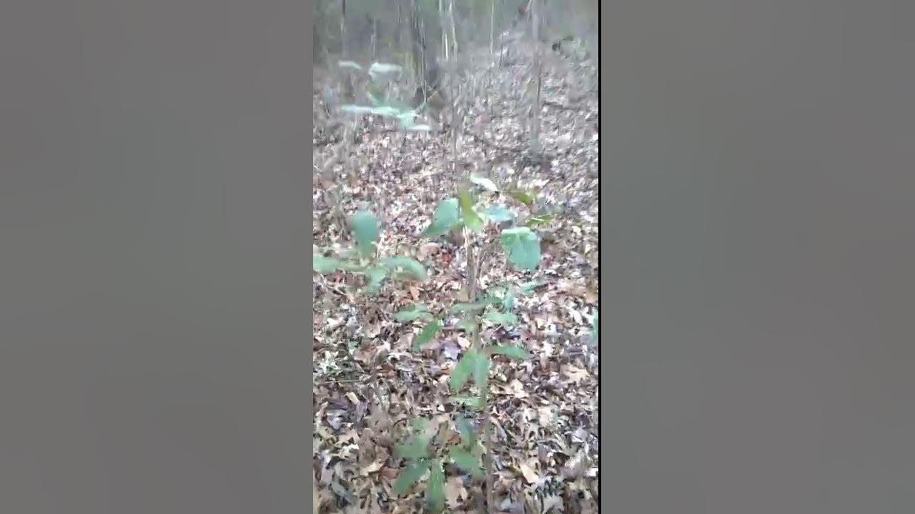 How To Find Deer Bedding Areas (Hardwoods) YouTube