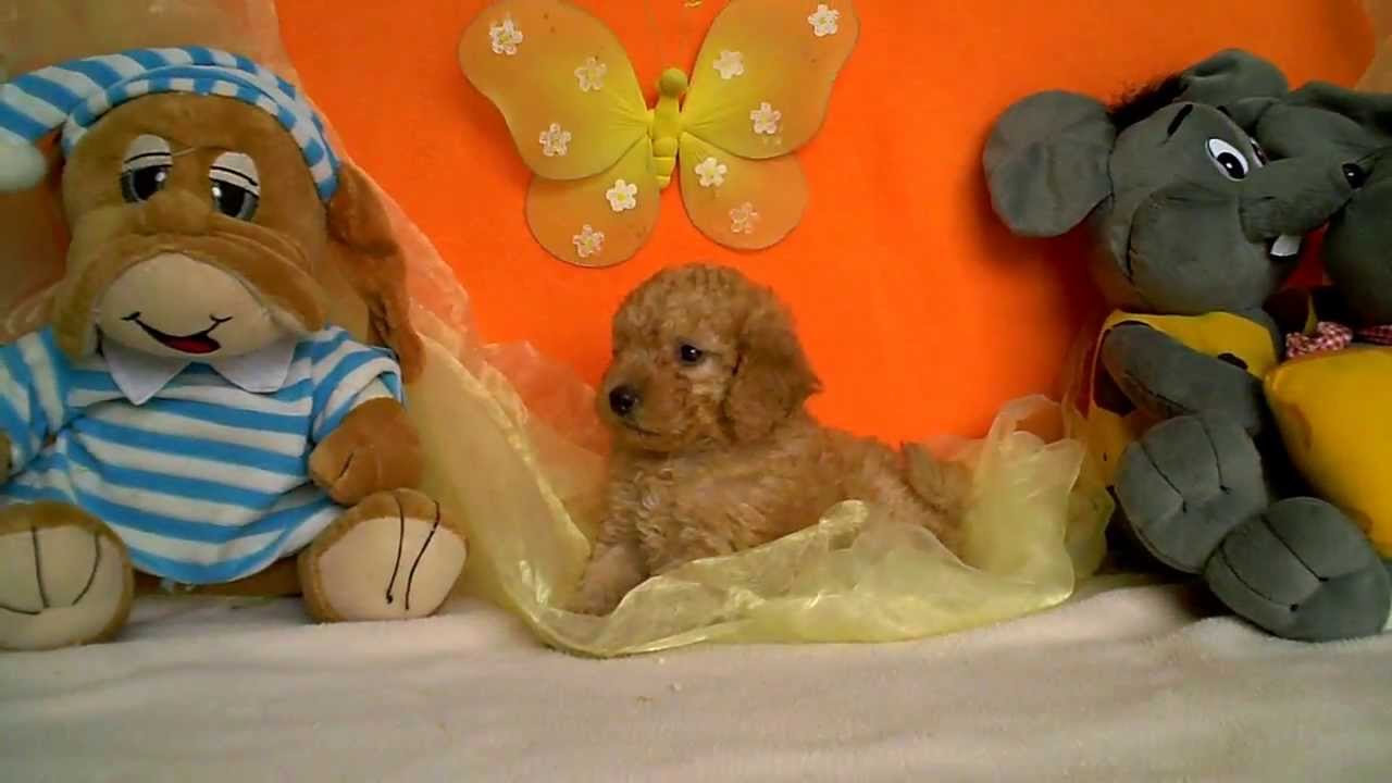 teacup poodle prijs