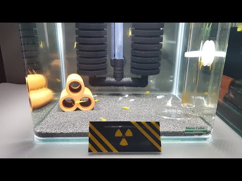 Neon Karides Yumurta