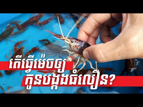 How to grow lobsters faster - lobsters farming