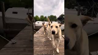 Dogs Loved the Solar Eclipse by Off  Grid Homestead  6 views 1 month ago 2 minutes, 42 seconds