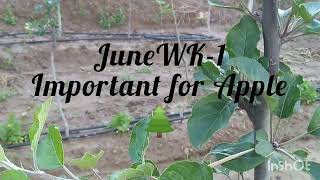 Bending the branches of an Apple Tree.