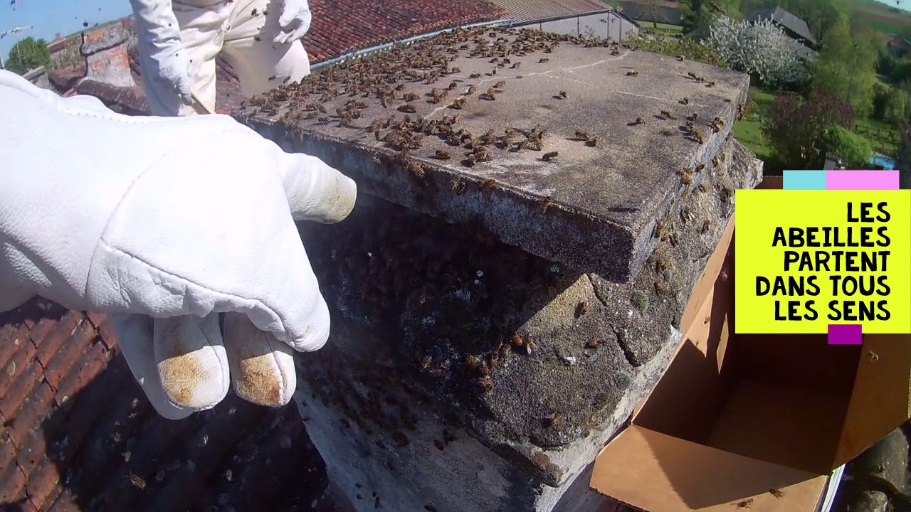 récupération d'un gros essaim d'abeilles dans une cheminée (part 1)