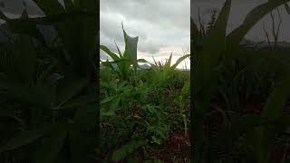 Goyang Tiktok Daster