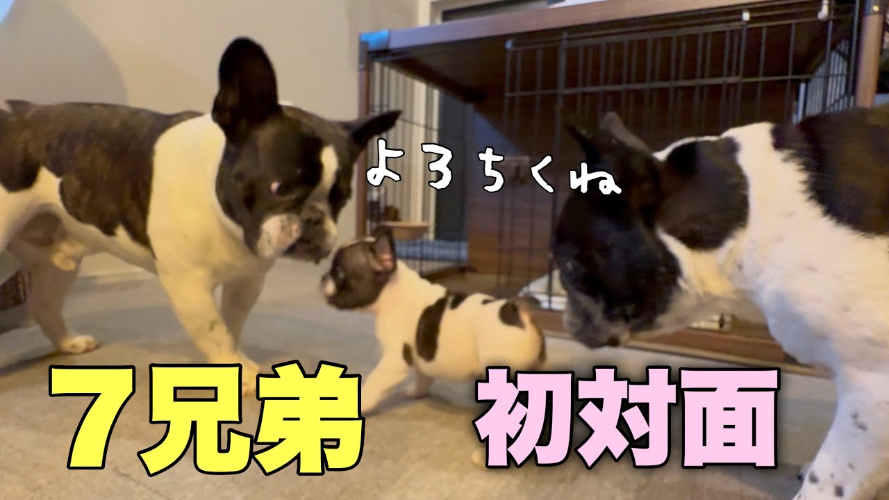 ついに7兄弟が初対面‼いろんな兄ちゃんが勢ぞろいｗｗ